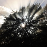 036 Sp Tsommer Rainbow 2007